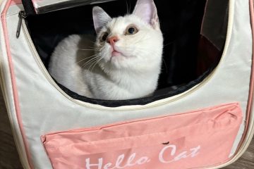 야외용 크로스백, 휴대용 애완동물 가방, 통기성이 뛰어난 넓은 공간의 고양이와 강아지 만능 가방, 소형견 여행 가방, 고양이 photo review