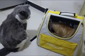 야외용 크로스백, 휴대용 애완동물 가방, 통기성이 뛰어난 넓은 공간의 고양이와 강아지 만능 가방, 소형견 여행 가방, 고양이 photo review