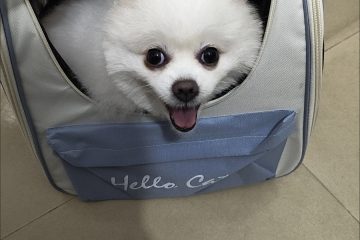 야외용 크로스백, 휴대용 애완동물 가방, 통기성이 뛰어난 넓은 공간의 고양이와 강아지 만능 가방, 소형견 여행 가방, 고양이 photo review