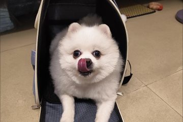 야외용 크로스백, 휴대용 애완동물 가방, 통기성이 뛰어난 넓은 공간의 고양이와 강아지 만능 가방, 소형견 여행 가방, 고양이 photo review